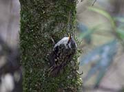 Picture/image of Brown Creeper