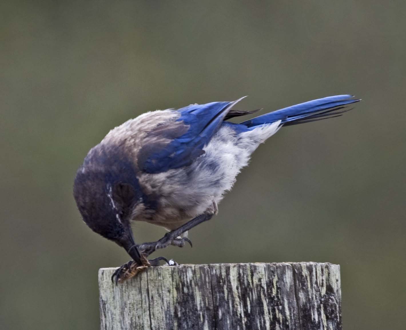 Pictures and information on Western Scrub Jay