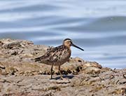 Picture/image of Short-billed Dowitcher