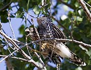 Picture/image of Cooper's Hawk