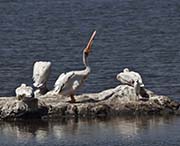 Picture/image of American White Pelican