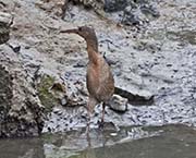 Picture/image of Ridgway's Rail