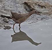 Picture/image of Ridgway's Rail
