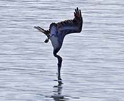 Picture/image of Brown Pelican