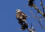 Picture/image of Osprey