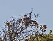 Picture/image of White-tailed Kite