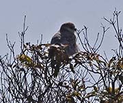 Picture/image of White-tailed Kite