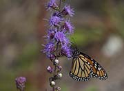 Picture/image of Just for Fun