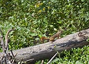 Picture/image of Michigan