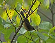 Picture/image of Black-throated Blue Warbler