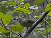 Picture/image of Black-throated Blue Warbler