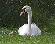 Picture/image of Mute Swan