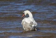Picture/image of Mute Swan