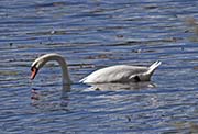 Picture/image of Mute Swan