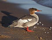 Picture/image of Common Merganser