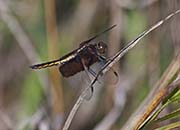 Picture/image of Indiana