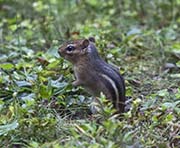 Picture/image of Just for Fun