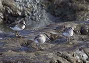 Picture/image of Least Sandpiper