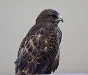 Picture/image of Swainson's Hawk