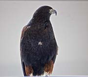 Picture/image of Harris's Hawk