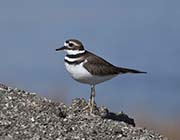 Picture/image of Killdeer