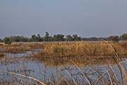 Picture/image of Gray Lodge Wildlife Area