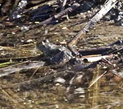 Picture/image of Gray Lodge Wildlife Area