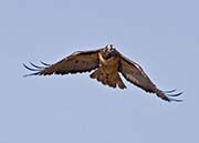 Picture/image of Red-tailed Hawk