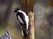Picture/image of Downy Woodpecker