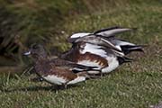 Picture/image of American Wigeon