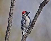 Picture/image of Ladder-backed Woodpecker