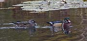 Picture/image of Wood Duck