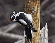 Picture/image of Downy Woodpecker