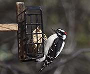Picture/image of Downy Woodpecker