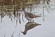 Picture/image of Black-bellied Plover