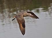 Picture/image of Marbled Godwit