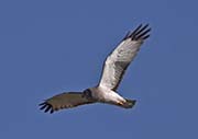 Picture/image of Northern Harrier