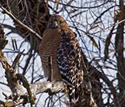 Picture/image of Red-shouldered Hawk