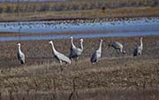 Picture/image of Sandhill Crane