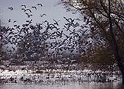 Picture/image of Gray Lodge Wildlife Area