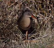 Picture/image of Ridgway's Rail