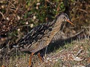 Picture/image of Ridgway's Rail