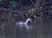 Picture/image of Tilden Regional Park
