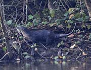 Tilden Regional Park