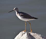 Picture/image of Greater Yellowlegs