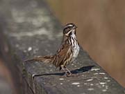 Picture/image of Savannah Sparrow
