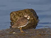 Picture/image of Semipalmated Plover