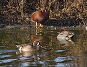 Picture/image of Blue-winged Teal