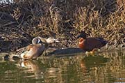 Picture/image of Blue-winged Teal