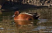 Picture/image of Cinnamon Teal